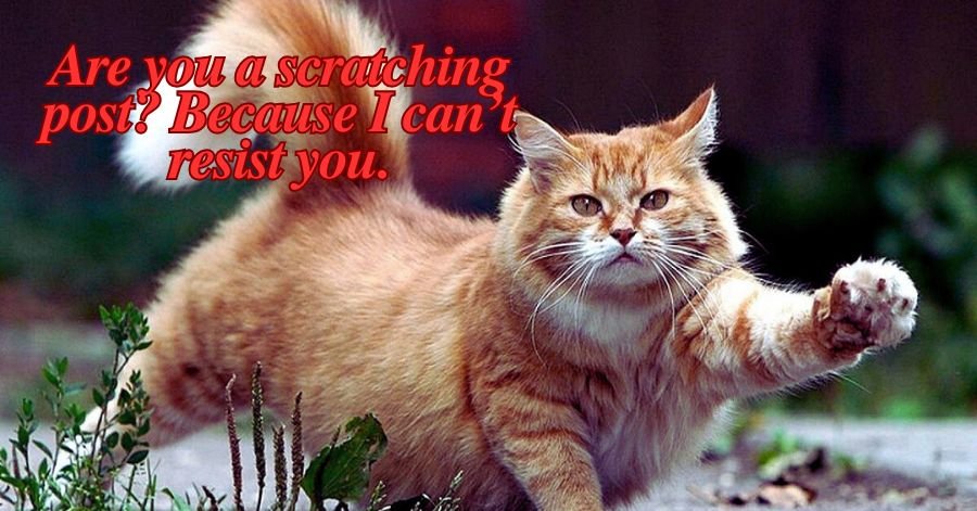 Best Cat Pickup Lines And Rizz: 280+ Pickup Lines And Rizz - Pozy Magazine